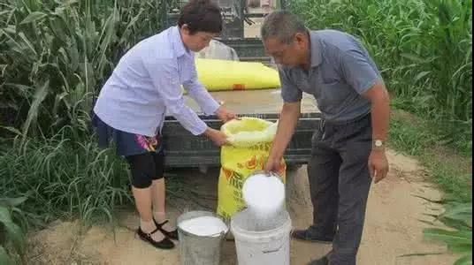 尿素施用后幾天能被吸收，怎么用效果最好？